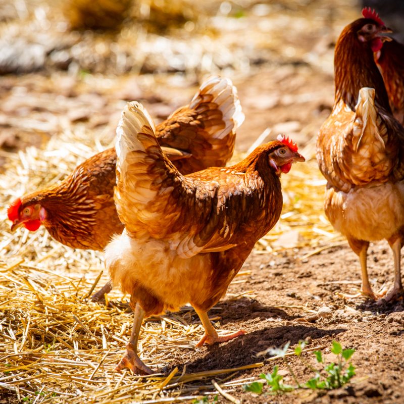 Roseworthy Egg Farm - Days Country Fresh Eggs