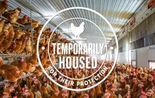 Days Eggs- South Australian egg producer image of free-range chickens being temporarily housed in barn.