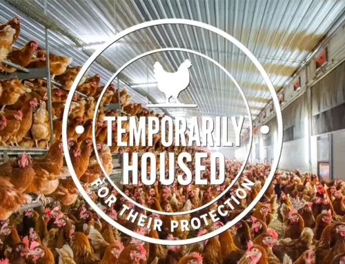 Bird Flu in South Australia – Days Eggs Update